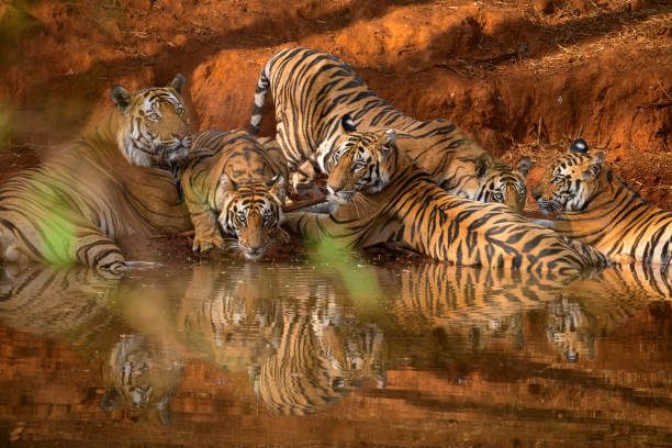 Bandhavgarh National Park
